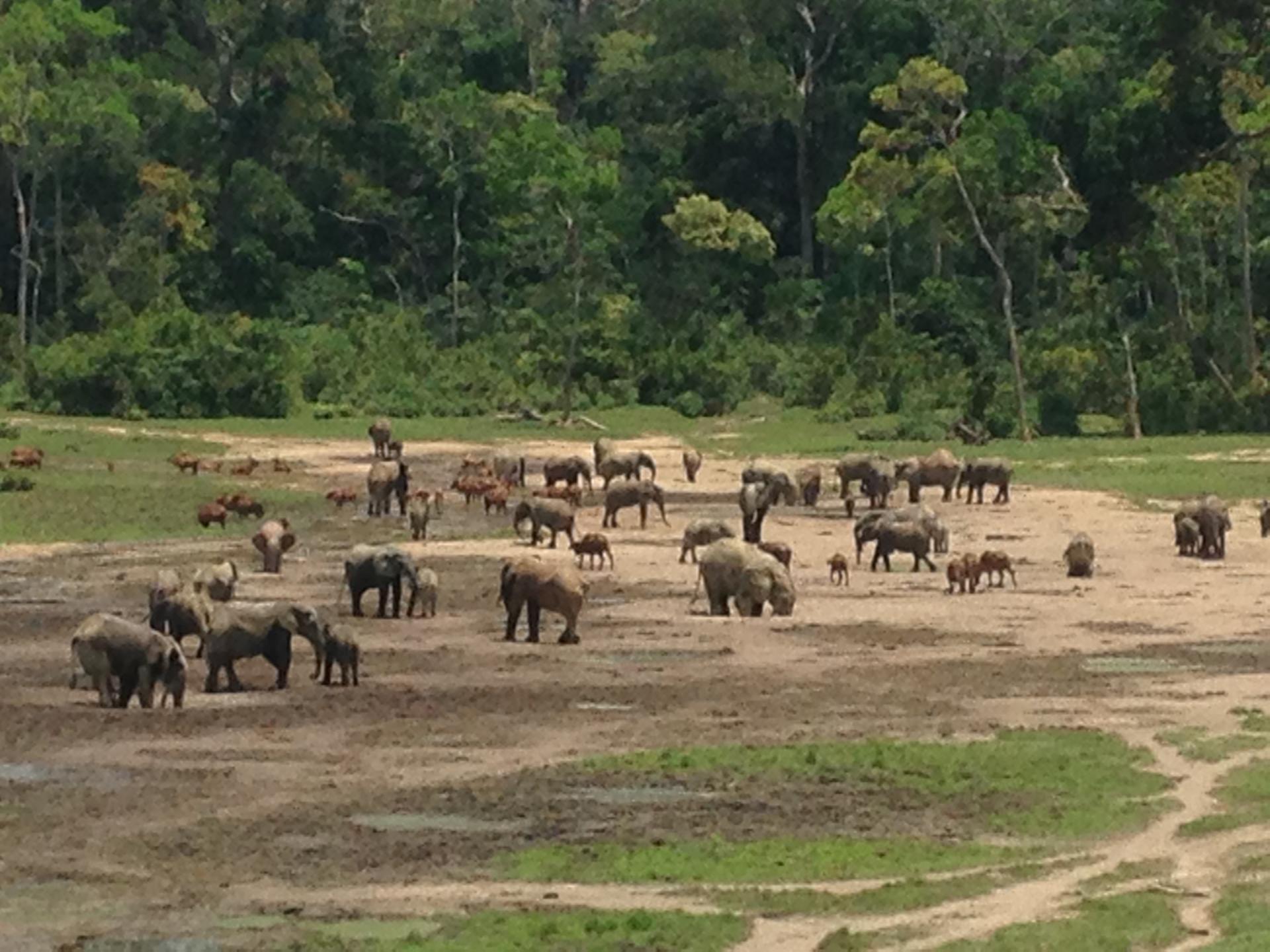 Wild Herd Congo